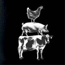 Sliepky prasa krava Sliepky prasa krava