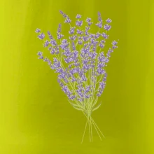 Levanduľa kreslená