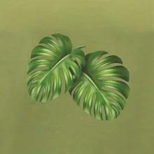 Monstera - dva listy