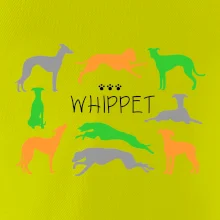 Whippet farebný