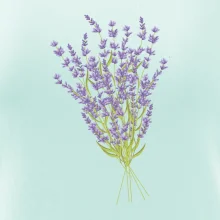 Levanduľa kreslená