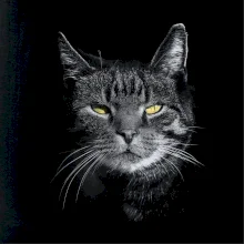 Zadumaná mačka Zadumaná mačka