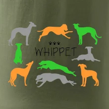 Whippet farebný