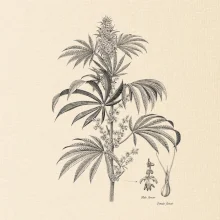 Konope kvietok čiernobiely  