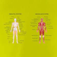 Skelet and Moscular system