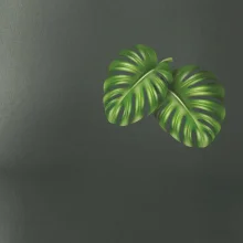 Monstera listy na prsu