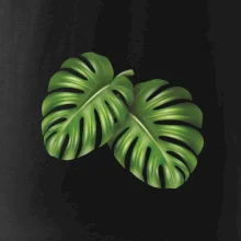 Monstera - dva listy