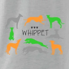 Whippet farebný