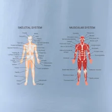 Skelet and Moscular system