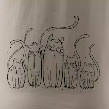 Mačacia rodina Mačacia rodina