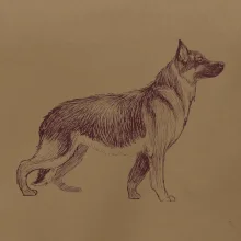 Nemecký ovčiak - kreslený skica  