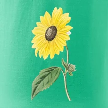 Slnečnica otočená