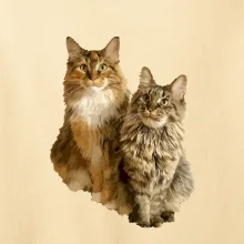 Mačky vectorizované (Moňas)