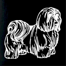 Shih-tzu - chlpatý Shih-tzu - chlpatý