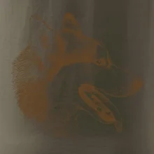 Husky - hlava z boku