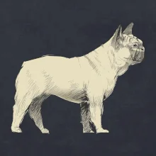 Vintage French bulldog