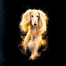 Obrázok poltón Afganský chrt hnedý