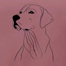 Labrador čierna kresba