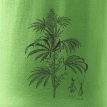 Konope kvietok čiernobiely  