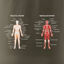 Skelet and Moscular system