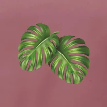 Monstera - dva listy