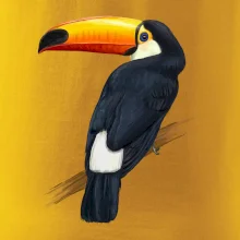Tukan kreslený