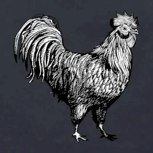 Kohút kreslený čiernobiely