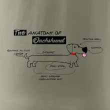 Jazvečík - Anatómia