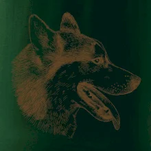 Husky - hlava z boku