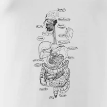 Skica ľudských orgánov