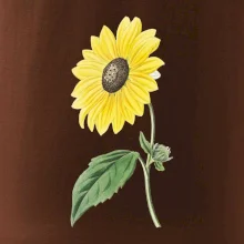 Slnečnica otočená