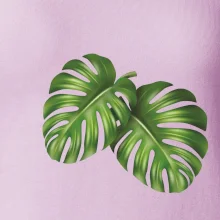 Monstera - dva listy