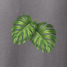 Monstera - dva listy