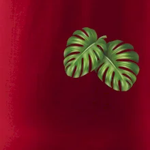 Monstera listy na prsu