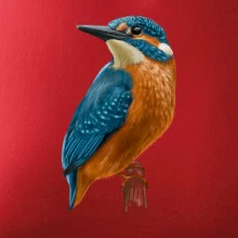 Ľadnáčik kreslený Ľadnáčik kreslený