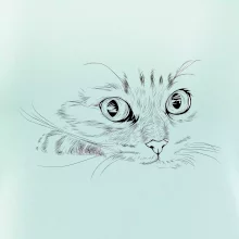 Mačka tvár kresba Mačka tvár kresba