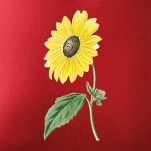 Slnečnica otočená