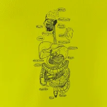 Skica ľudských orgánov