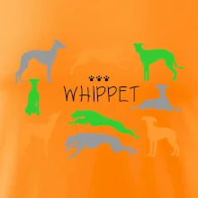Whippet farebný