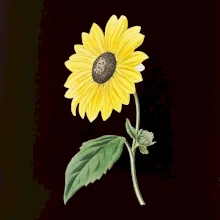 Slnečnica otočená