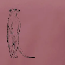 Surikata čierna kresba