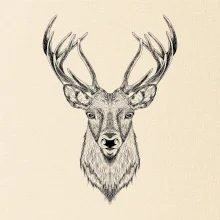 Jeleň kresba