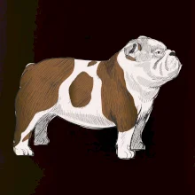 Vintage English bulldog