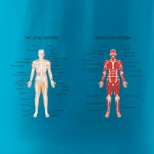 Skelet and Moscular system