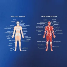 Skelet and Moscular system