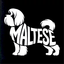 Maltézsky psík nápis v tele