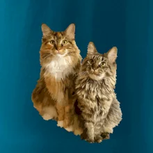 Mačky vectorizované (Moňas)