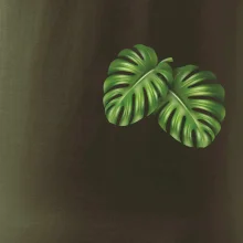 Monstera listy na prsu