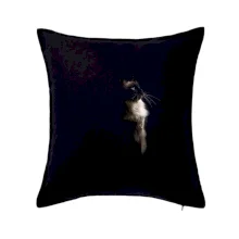 Ragdoll z boku čierna fotka