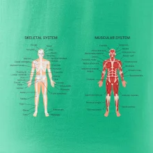 Skelet and Moscular system Skelet and Moscular system